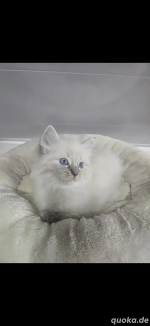 Ragdoll Kitten