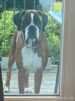 Boxer Rüde mit FCI Papieren ( Deckrüde )