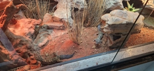 Leopardgecko Bild 8