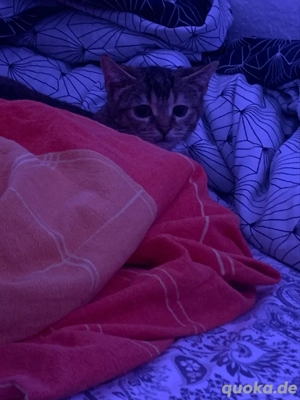 Babykatze mit Zubehör Bild 8