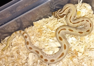 Heterodon nasicus Hakennasennattern Nachzucht 2025