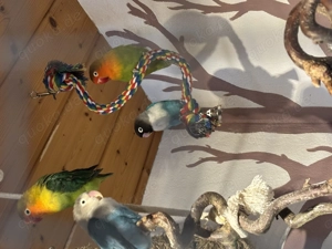 Vögel, unzertrennliche, Agaporniden, Lovebirds