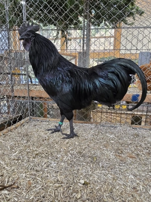 Ayam Cemani Hühner, 2 mal Hahn mit Henne und einen Hahn