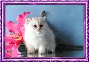 Wunderschöne BKH Britisch Kurzhaar Kitten (Mädchen) mit Stammbaum