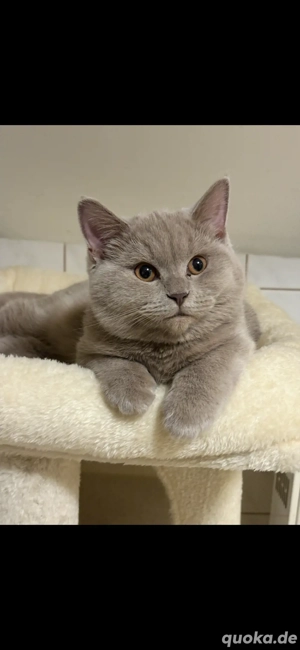 BKH Kitten Reinrassige