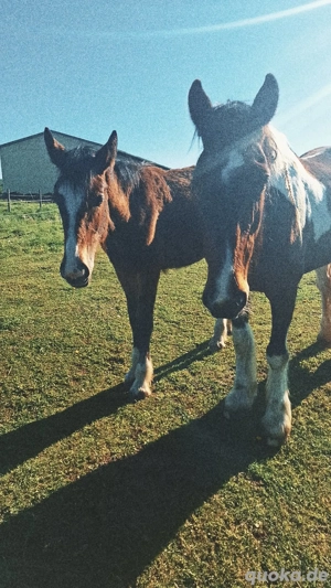 Pflege- & Reitbeteiligung 