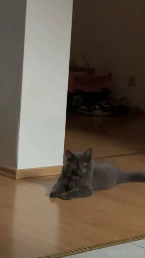 britisch langhaar mix kitten sucht neues zuhause.