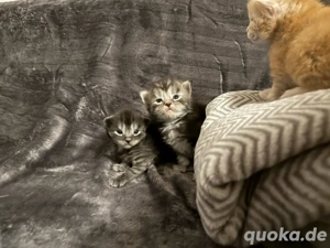 Reinrassige Maine Coon Kitten