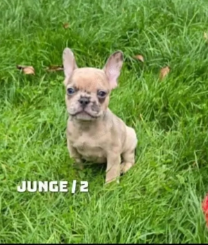 Französische Bulldogge Welpen 