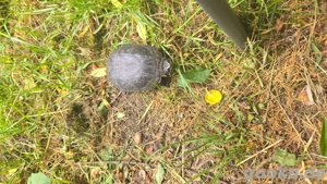 wasser-land schildkröte 