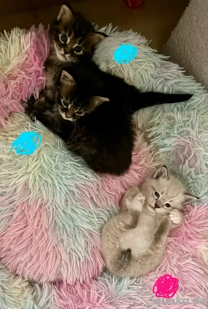 noch 2 seltene Japanese Bobtail Maine coon mix babys suchen ein zuhause 