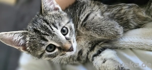 Kitten, Katzen Baby, Kinder lieb, nur in Liebe Hände abzugen. 