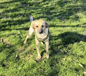 Balou sucht ein Zuhause