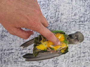 Möhrenkopfpapageien 