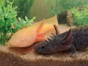 Axolotl Jungtiere verschiedene Farben 