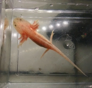Axolotl Jungtiere verschiedene Farben 