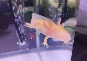 Axolotl Jungtiere verschiedene Farben
