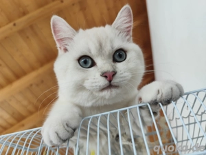 Reinrassiger Bkh Kater