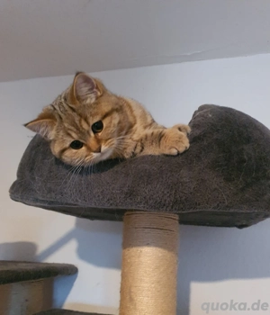 Bkh Kitten mit Stammbaum