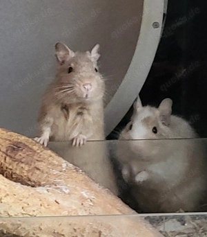 2 Degus männlich abzugeben