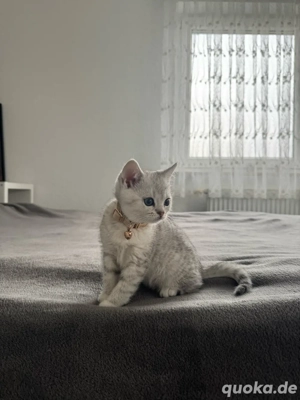  6 BHK kitten zu verkaufen ,850  Verhandelbar