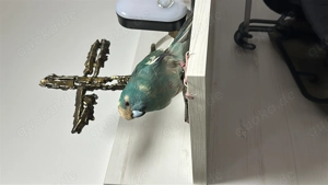 Ziegensittich Männchen