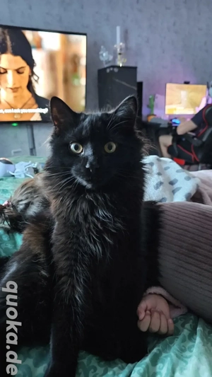 Simba sucht neue Zuhause 