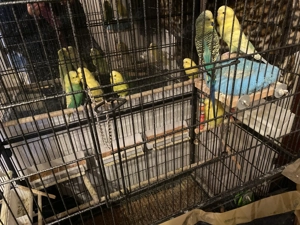 Wellensittiche zu verkaufen