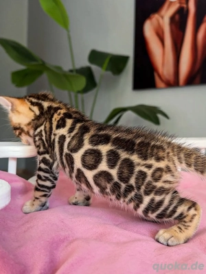 Unsere Bengalkatzen suchen ein liebevolles Zuhause.