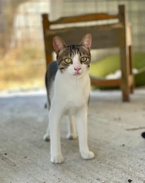 Loíl, sanfter Jungkater, ca. 1 Jahr *FIV+* *Tierschutz* *in 91058 Erlangen*