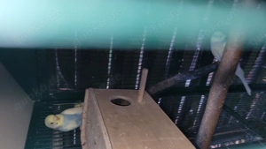 Wellensittiche (Hennen)