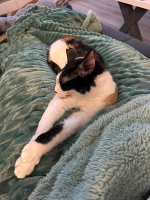 Sarah, verschmuste Herzensdame, ca. 5 Jahre *Tierschutz*