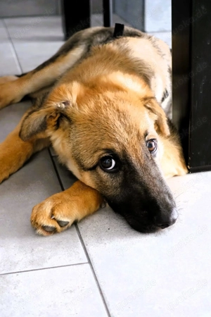 Schäferhundwelpe Ares sucht sein Für-immer-Zuhause!