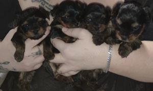 4 Reinrassige Yorkshires Terrier Welpen 