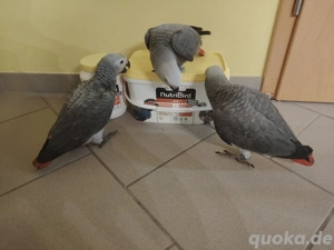 2,0 Kongo Graupapageien 