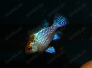 Schmetterlingsbuntbarsch - Mikrogeophagus ramirezi Electric Blue Bild 2
