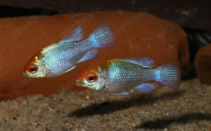 Schmetterlingsbuntbarsch - Mikrogeophagus ramirezi Electric Blue Bild 5