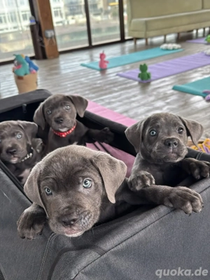 Cane Corso Welpen verfügbar 4917668441254