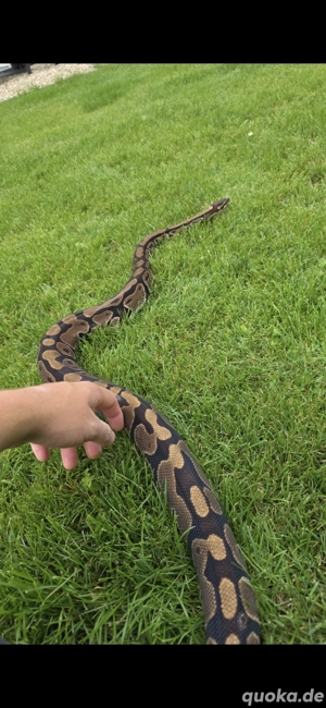 2 Python regius 