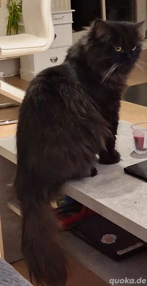 Sibirische Waldkatze