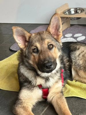 Schäferhundwelpin Akela sucht ihr Für-immer-Zuhause! 