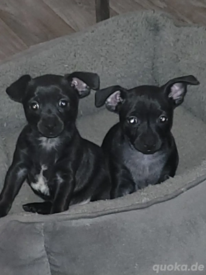 Süsse kleine Prager Rattler Mischlinge 