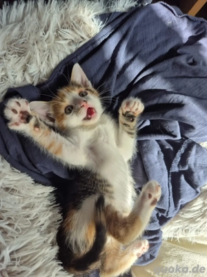 Süßes Katzenkind suchen schönes zu Hause