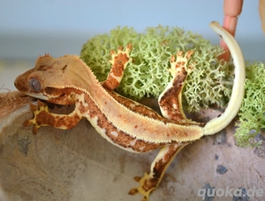 0.0.1 Kronengecko Lilly White Orange 