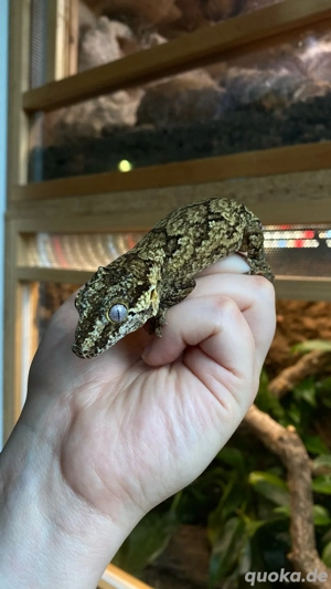 1.0 Höckerkopfgecko