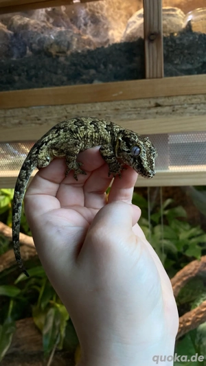 1.0 Höckerkopfgecko