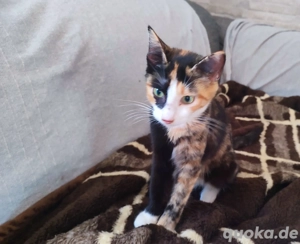 Glückskätzchen gesucht 