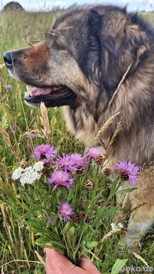 kaukasischer owtscharka