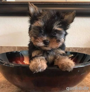 Yorkshire-Terrier-Welpen zu verkaufen. WhatsApp: 17668441254