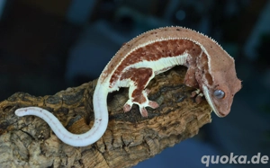 1.0 Kronengecko Red Phantom Lilly White 